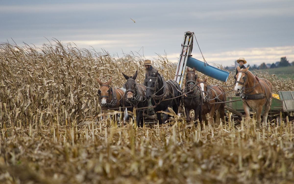 Amish Corn 1.jpg